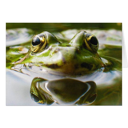 Common Water Frog Rana Esculenta Card