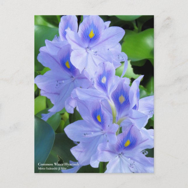 Common Water Hyacinth：Postcard Postcard (Front)