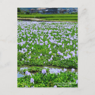 Common Water Hyacinth:Postcard Postcard