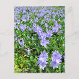 Common Water Hyacinth:Postcard Postcard
