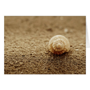 Common Whelk   Botany Bay