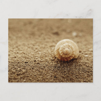 Common Whelk | Botany Bay Postcard