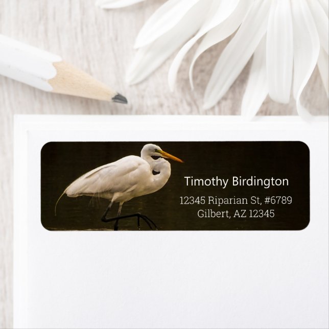 Common White Great Egret Bird Reflection In Water (Insitu)