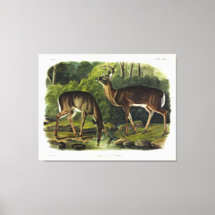 Common (White-tailed) Deer - Audubon's Quadrupeds Canvas Print