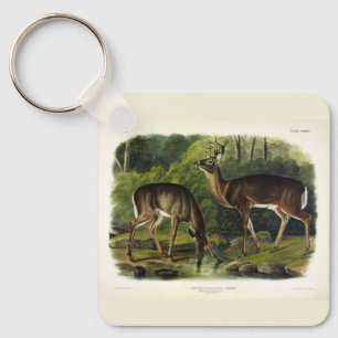 Common (White-tailed) Deer - Audubon's Quadrupeds Key Ring