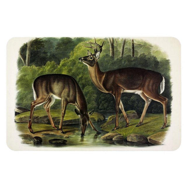 Common (White-tailed) Deer - Audubon's Quadrupeds Magnet (Horizontal)
