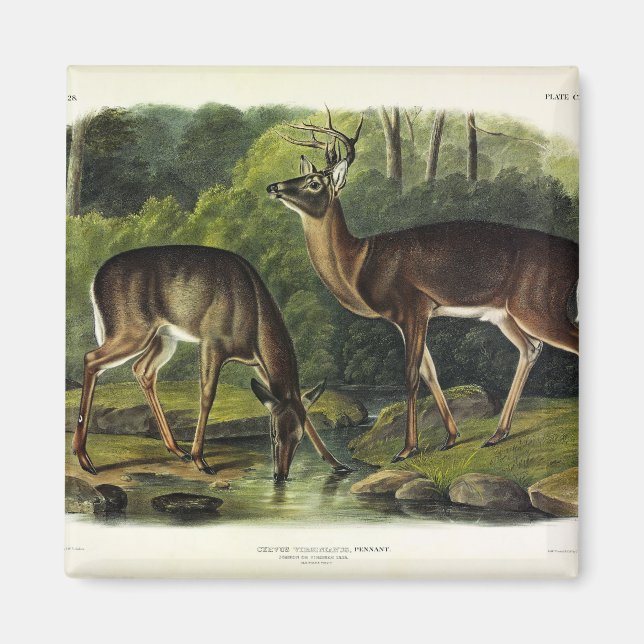 Common (White-tailed) Deer - Audubon's Quadrupeds Magnet (Front)