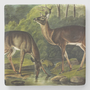 Common (White-tailed) Deer - Audubon's Quadrupeds Stone Coaster