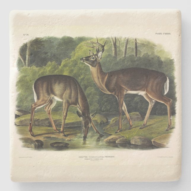 Common (White-tailed) Deer - Audubon's Quadrupeds Stone Coaster (Front)