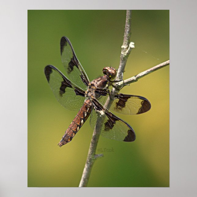 Common Whitetail Skimmer Dragonfly Female. Poster (Front)