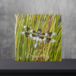 Common Whitetail Skimmer Dragonfly Photo Tile