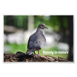 Common Wood Pigeon or Turtle Dove Photo Print