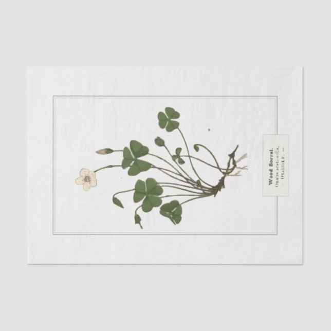Common Wood Sorrel (Oxalis acetosella)  Tissue Paper (Front)
