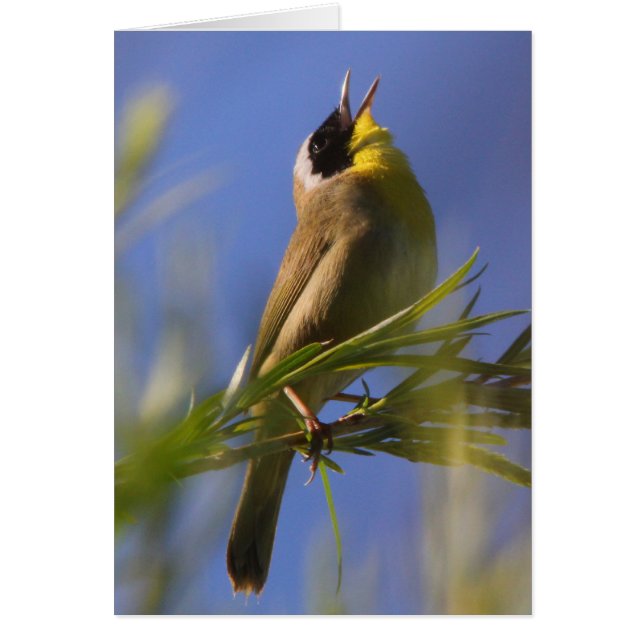 Common Yellowthroat (Front)