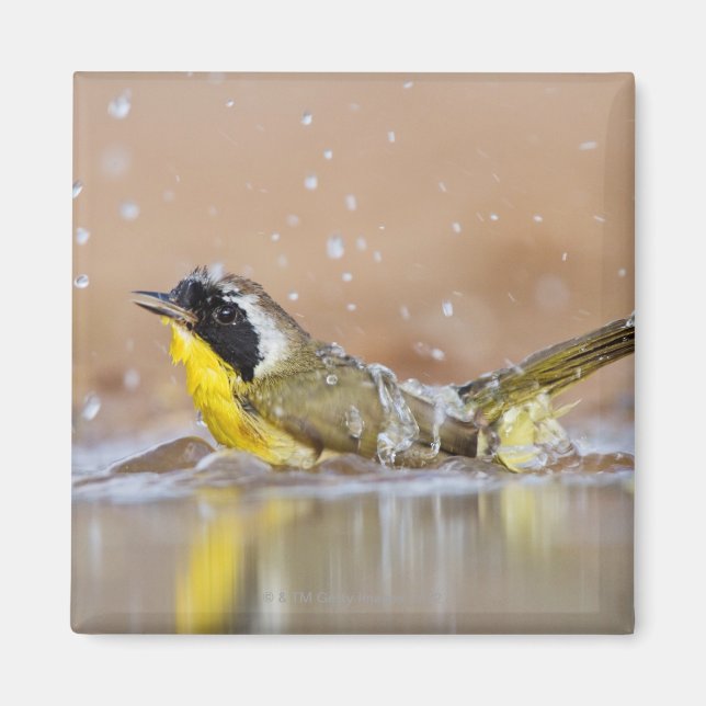 Common yellowthroat bathing magnet (Front)