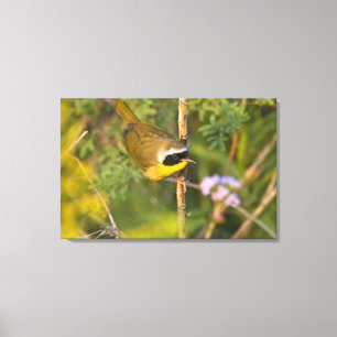 Common Yellowthroat Geothlypis trichas) male, Canvas Print