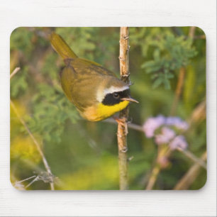 Common Yellowthroat Geothlypis trichas) male, Mouse Mat