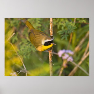 Common Yellowthroat Geothlypis trichas) male, Poster