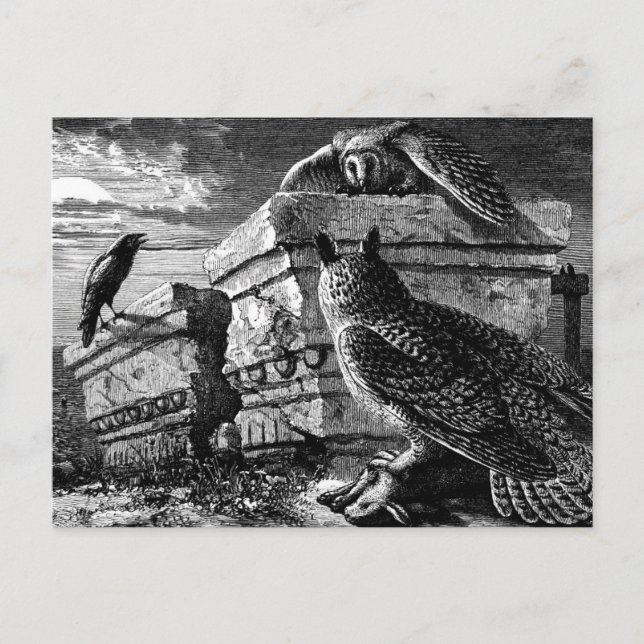 Companion to owls postcard (Front)