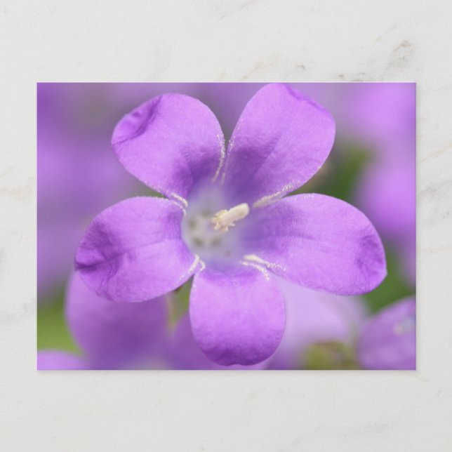 Companula Postcard (Front)