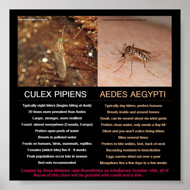 Comparing Zika-Carrying Mosquitoes by RoseWrites Poster (Front)