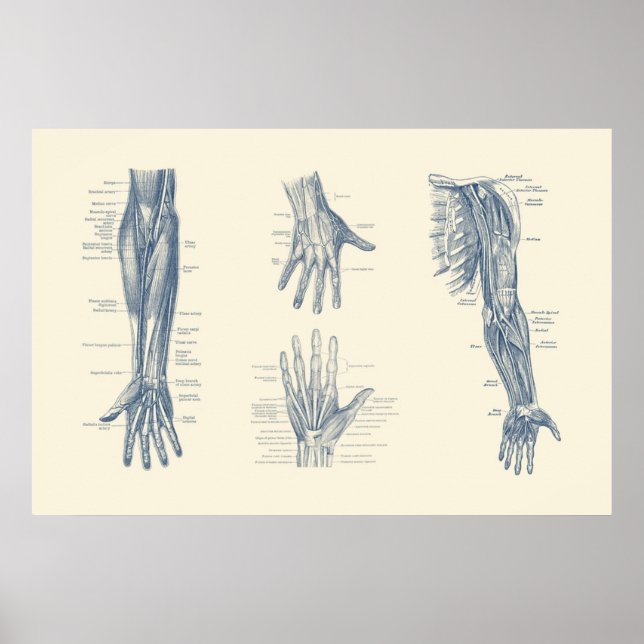 Complete Arm and Hand Diagram Poster (Front)