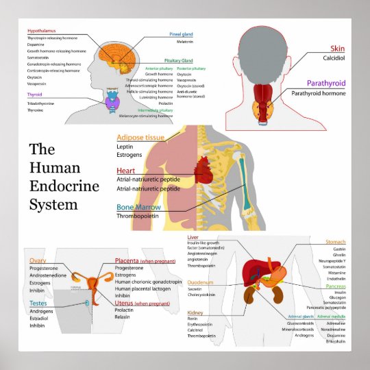 Complete Diagram of the Human Endocrine System Poster | Zazzle.co.uk