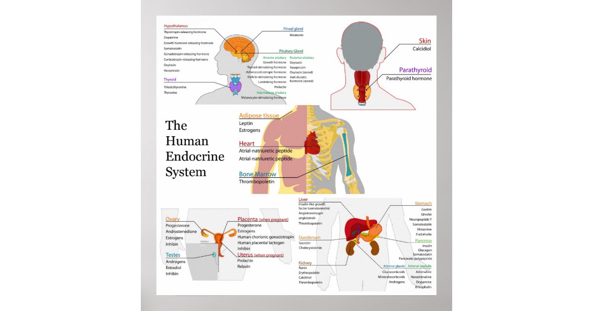Complete Diagram of the Human Endocrine System Poster | Zazzle.co.uk