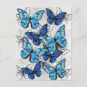 Composition of White and Blue Butterflies Announcement Postcard