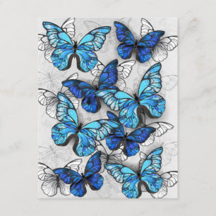 Composition of White and Blue Butterflies Enclosure Card