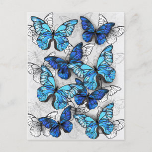 Composition of White and Blue Butterflies Invitation Postcard