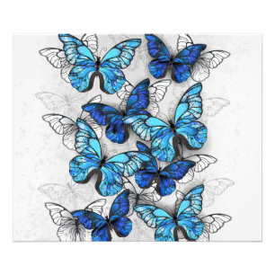 Composition of White and Blue Butterflies Photo Print