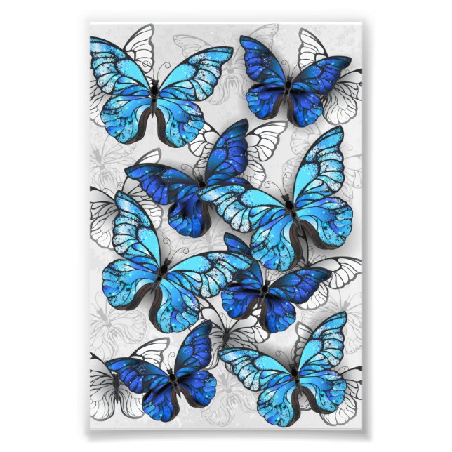 Composition of White and Blue Butterflies Photo Print (Front)