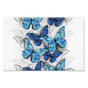 Composition of White and Blue Butterflies Photo Print