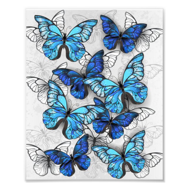 Composition of White and Blue Butterflies Photo Print (Front)