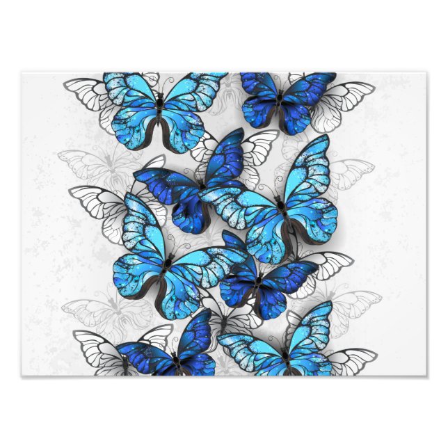 Composition of White and Blue Butterflies Photo Print (Front)