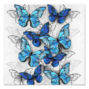 Composition of White and Blue Butterflies Photo Print