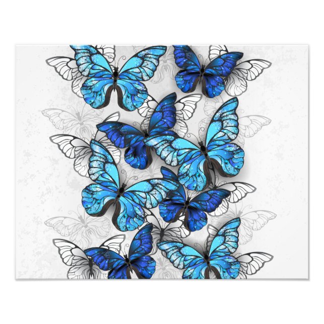 Composition of White and Blue Butterflies Photo Print (Front)