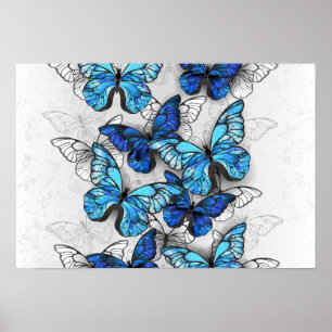 Composition of White and Blue Butterflies Poster