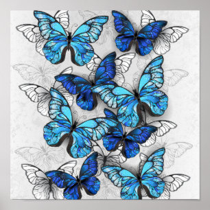 Composition of White and Blue Butterflies Poster