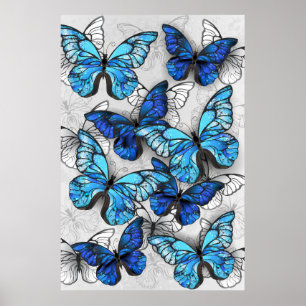 Composition of White and Blue Butterflies Poster