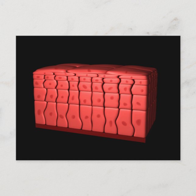 Concept Of Stratified Squamous Epithelium 2 Postcard (Front)