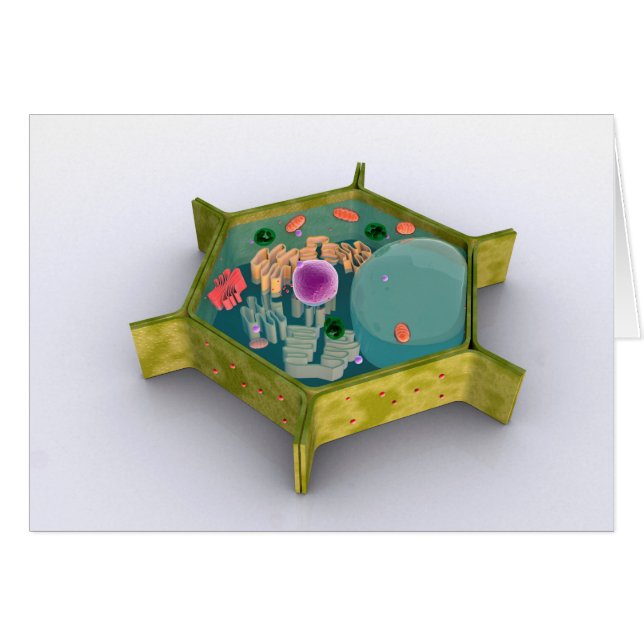 Conceptual Image Of A Plant Cell (Front Horizontal)