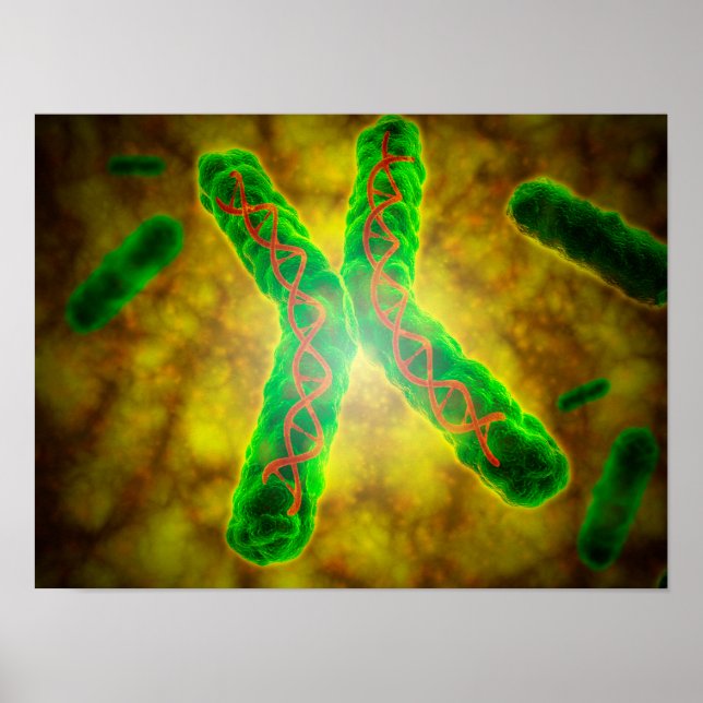 Conceptual Image Of A Telomere Poster (Front)