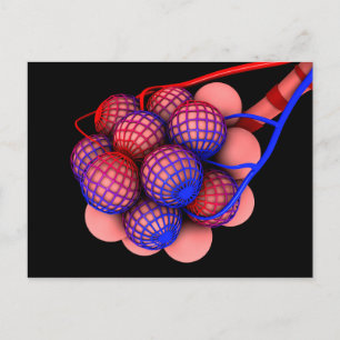 Conceptual Image Of Alveoli 1 Postcard