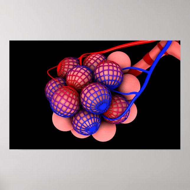 Conceptual Image Of Alveoli 1 Poster (Front)