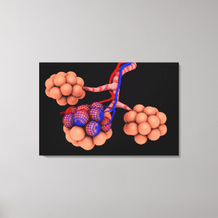Conceptual Image Of Alveoli 3 Canvas Print