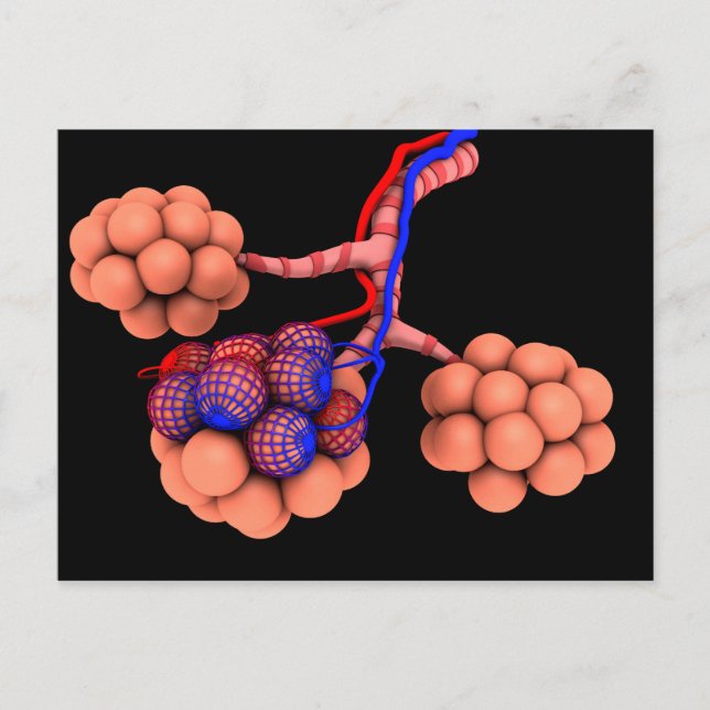 Conceptual Image Of Alveoli 3 Postcard (Front)