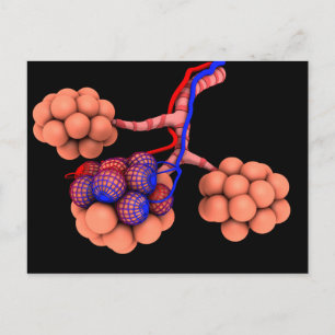 Conceptual Image Of Alveoli 3 Postcard