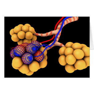 Conceptual Image Of Alveoli 4